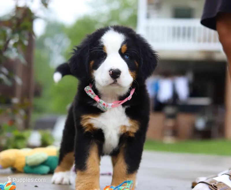 Sophia, a female Bernese Mountain Dog for sale in Sugarcreek, OH – Photo 1 of 4