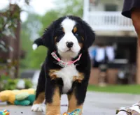 Sophia, a female Bernese Mountain Dog for sale in Sugarcreek, OH – Photo 1 of 4