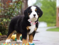 Sophia, a female Bernese Mountain Dog for sale in Sugarcreek, OH – Photo 2 of 4