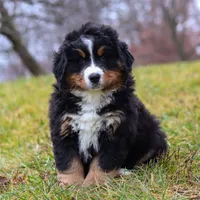 Callie, a female Bernese Mountain Dog for sale in Sugarcreek, OH – Photo 1 of 8
