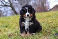 Callie, a female Bernese Mountain Dog for sale in Sugarcreek, OH – Photo 1 of 8