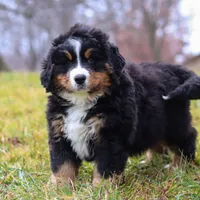 Callie, a female Bernese Mountain Dog for sale in Sugarcreek, OH – Photo 6 of 8