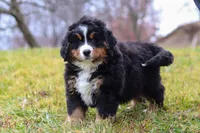 Callie, a female Bernese Mountain Dog for sale in Sugarcreek, OH – Photo 6 of 8