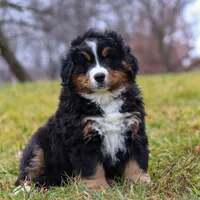 Callie, a female Bernese Mountain Dog for sale in Sugarcreek, OH – Photo 2 of 8