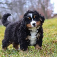 Callie, a female Bernese Mountain Dog for sale in Sugarcreek, OH – Photo 3 of 8