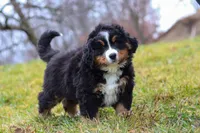 Callie, a female Bernese Mountain Dog for sale in Sugarcreek, OH – Photo 3 of 8