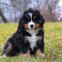 Callie, a female Bernese Mountain Dog for sale in Sugarcreek, OH – Photo 5 of 8