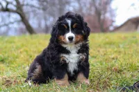 Callie, a female Bernese Mountain Dog for sale in Sugarcreek, OH – Photo 5 of 8