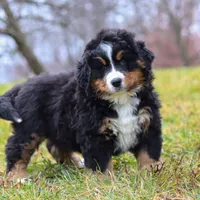 Callie, a female Bernese Mountain Dog for sale in Sugarcreek, OH – Photo 4 of 8