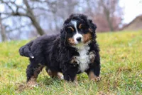 Callie, a female Bernese Mountain Dog for sale in Sugarcreek, OH – Photo 4 of 8