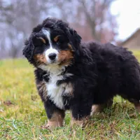 Callie, a female Bernese Mountain Dog for sale in Sugarcreek, OH – Photo 8 of 8