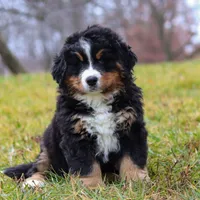 Callie, a female Bernese Mountain Dog for sale in Sugarcreek, OH – Photo 7 of 8