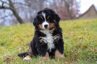 Callie, a female Bernese Mountain Dog for sale in Sugarcreek, OH – Photo 7 of 8