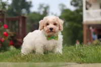 Benji, a male Bichpoo for sale in Sugarcreek, OH – 5 of 10