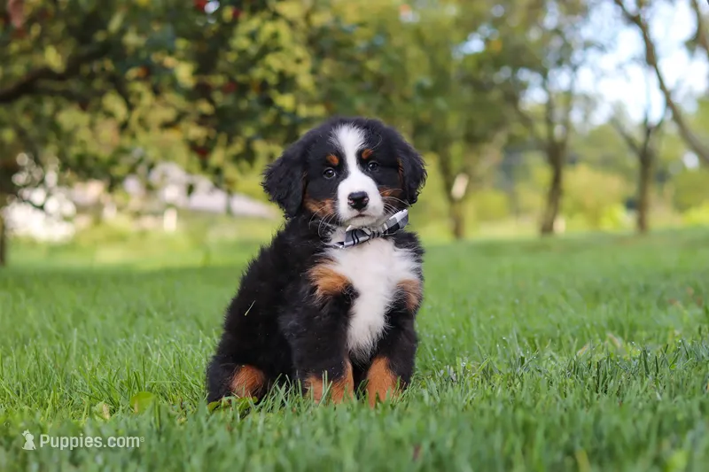 Kory – Bernese Mountain Dog puppy for sale in Sugarcreek, OH
