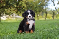 Kory, a male Bernese Mountain Dog for sale in Sugarcreek, OH – 1 of 10