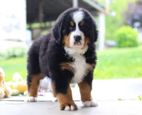 Nemo, a male Bernese Mountain Dog for sale in Sugarcreek, OH – Photo 2 of 10