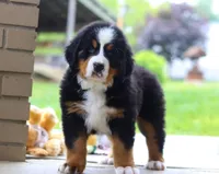 Nemo, a male Bernese Mountain Dog for sale in Sugarcreek, OH – Photo 1 of 10