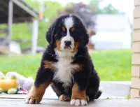 Nemo, a male Bernese Mountain Dog for sale in Sugarcreek, OH – Photo 4 of 10