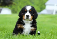 Nemo, a male Bernese Mountain Dog for sale in Sugarcreek, OH – Photo 9 of 10