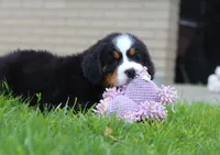 Nemo, a male Bernese Mountain Dog for sale in Sugarcreek, OH – Photo 5 of 10