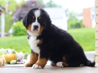 Nemo, a male Bernese Mountain Dog for sale in Sugarcreek, OH – Photo 3 of 10