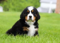 Nemo, a male Bernese Mountain Dog for sale in Sugarcreek, OH – Photo 10 of 10