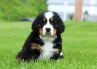 Nemo, a male Bernese Mountain Dog for sale in Sugarcreek, OH – Photo 8 of 10