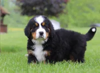 Nemo, a male Bernese Mountain Dog for sale in Sugarcreek, OH – Photo 7 of 10