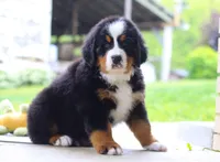 Nemo, a male Bernese Mountain Dog for sale in Sugarcreek, OH – Photo 6 of 10
