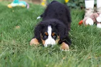 Tucker, a male Bernese Mountain Dog for sale in Sugarcreek, OH – Photo 10 of 10