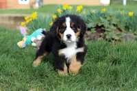 Tucker, a male Bernese Mountain Dog for sale in Sugarcreek, OH – Photo 4 of 10