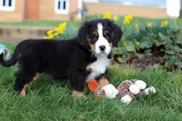 Tucker, a male Bernese Mountain Dog for sale in Sugarcreek, OH – Photo 2 of 10
