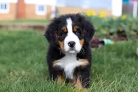 Tucker, a male Bernese Mountain Dog for sale in Sugarcreek, OH – Photo 9 of 10