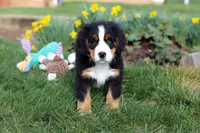Tucker, a male Bernese Mountain Dog for sale in Sugarcreek, OH – Photo 3 of 10