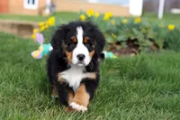 Tucker, a male Bernese Mountain Dog for sale in Sugarcreek, OH – Photo 7 of 10
