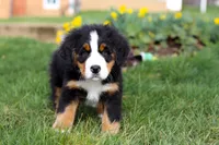 Tucker, a male Bernese Mountain Dog for sale in Sugarcreek, OH – Photo 8 of 10