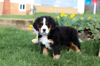 Tucker, a male Bernese Mountain Dog for sale in Sugarcreek, OH – Photo 5 of 10