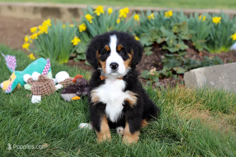 Tucker – Bernese Mountain Dog puppy for sale in Sugarcreek, OH