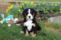 Tucker, a male Bernese Mountain Dog for sale in Sugarcreek, OH – Photo 1 of 10