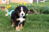 Tucker, a male Bernese Mountain Dog for sale in Sugarcreek, OH – Photo 6 of 10
