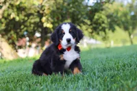 Toby, a male Bernese Mountain Dog for sale in Sugarcreek, OH – 4 of 10