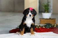 Katy, a female Bernese Mountain Dog for sale in Sugarcreek, OH – Photo 3 of 9
