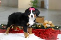 Katy, a female Bernese Mountain Dog for sale in Sugarcreek, OH – Photo 2 of 9