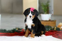 Katy, a female Bernese Mountain Dog for sale in Sugarcreek, OH – Photo 4 of 9
