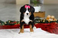 Katy, a female Bernese Mountain Dog for sale in Sugarcreek, OH – Photo 5 of 9
