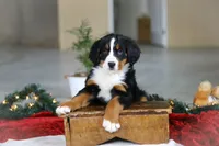 Katy, a female Bernese Mountain Dog for sale in Sugarcreek, OH – Photo 8 of 9