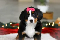 Katy, a female Bernese Mountain Dog for sale in Sugarcreek, OH – Photo 6 of 9