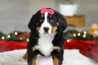 Katy, a female Bernese Mountain Dog for sale in Sugarcreek, OH – Photo 7 of 9