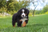 Kory, a male Bernese Mountain Dog for sale in Sugarcreek, OH – 8 of 10